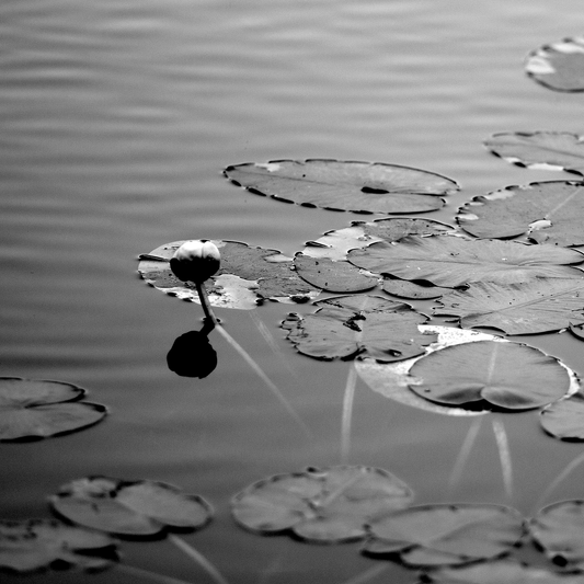 "Lake Lily" | SRD Fine Art