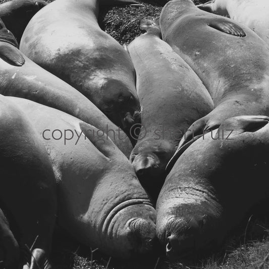 "Spooning Seals" | SRD Fine Art